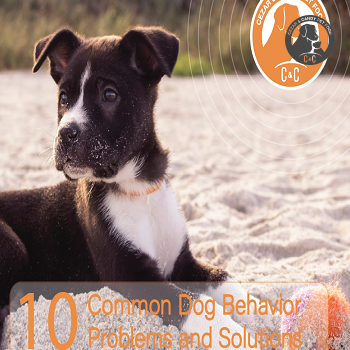 10 مورد عادت و مشکل رفتاری در سگ | 10 Common Dog Behavior Problems and Solutions