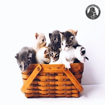 غذا دادن به بچه گربه ها به چه صورت انجام می شود؟